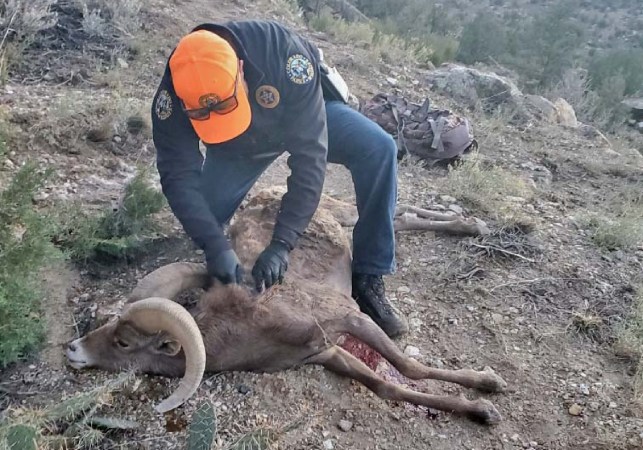 Desert Bighorn Ram Killed and Left by a Poacher in Colorado