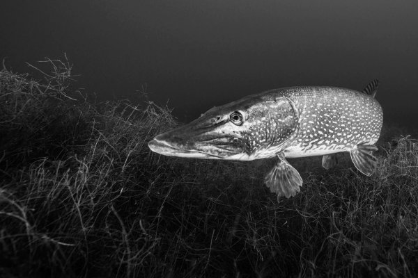 There Should Be Horror Movies About Pike and Muskies