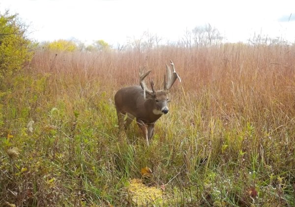 Ohio Hunter Tags Old, Famous Buck with an Antler Growing Out of Its Eye