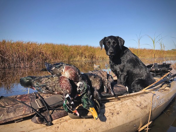 Duck Hunting from a Kayak, Tips and Tactics