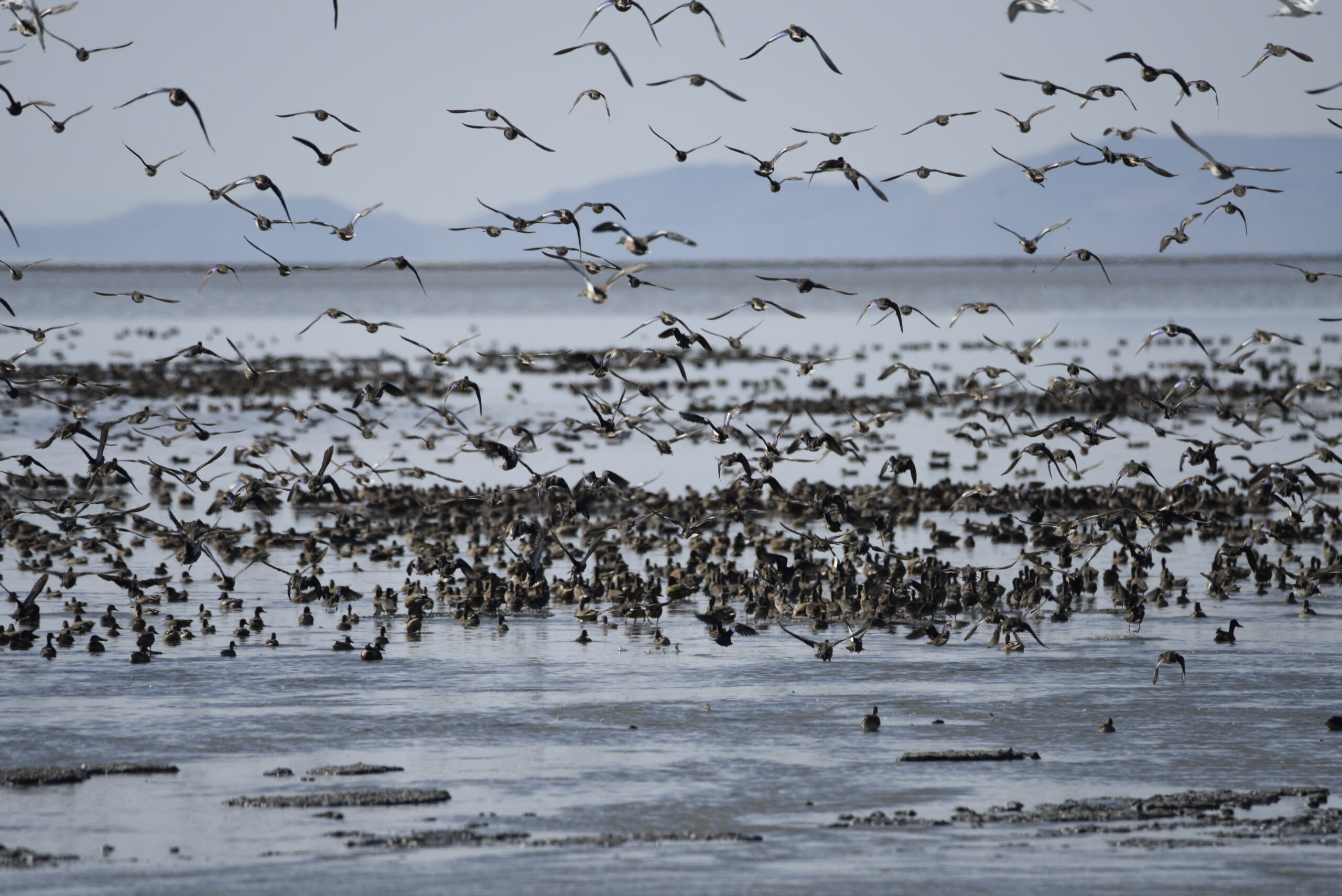 Waterfowl migrating near Salt Lake City.