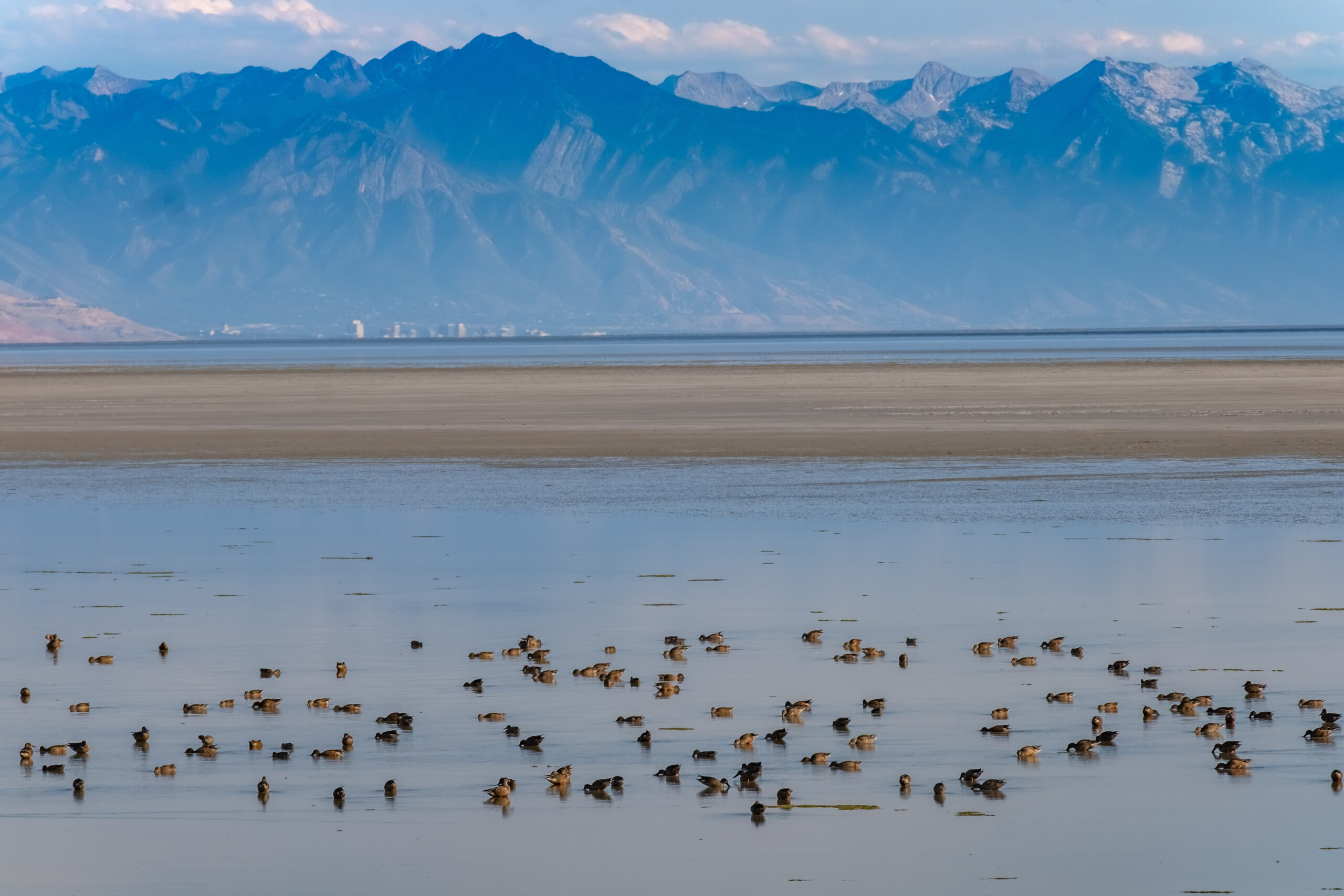 Migratory waterfowl are in dire straits as the Great Salt Lake dries up.