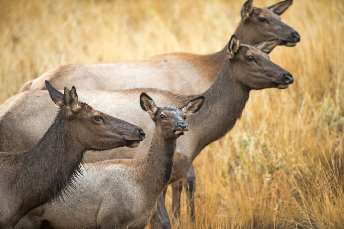 In Washington State, Hunters May No Longer Be "Necessary to Manage Wildlife"