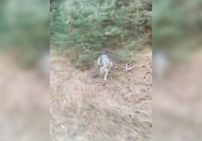 Watch: Wolf Chases Cyclist Through Dutch National Park