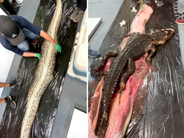 Watch: Researchers Find a Whole Alligator Inside an 18-Foot-Long Burmese Python