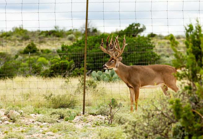 High fence deer could hold the key to CWD resistance.