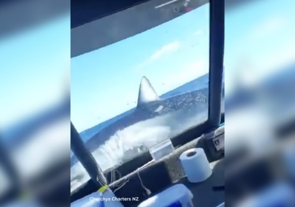 Watch: Hooked Mako Shark Jumps into Boat in New Zealand