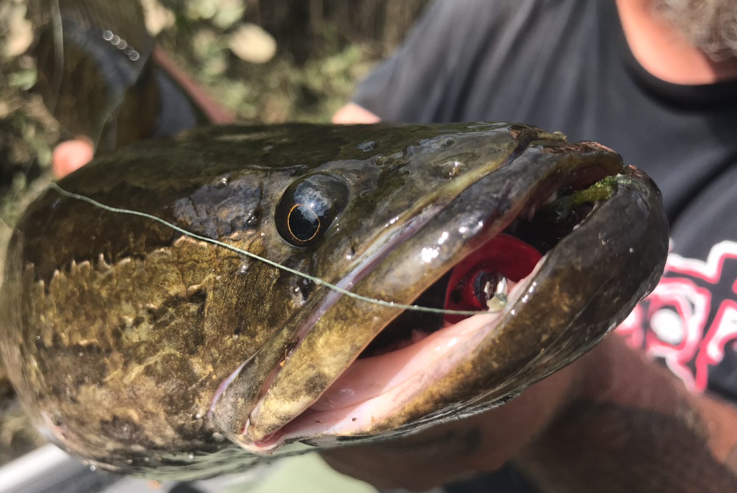 The Best Tasting Fish Species | Outdoor Life