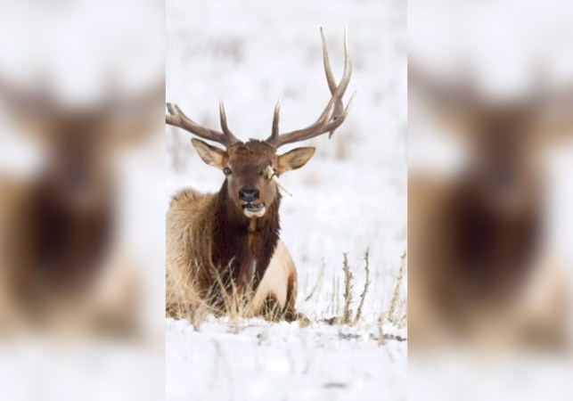 Utah Bull Elk Photographed with Broken Antler Sticking Out of Its Head