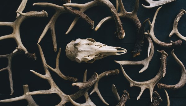 Holy Scat! Why Antlers Are Freaking Amazing — Outside/In