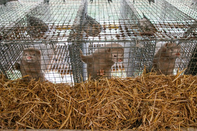 Thousands of Mink Are Causing Mayhem in Ohio After Being Sprung from a Farm
