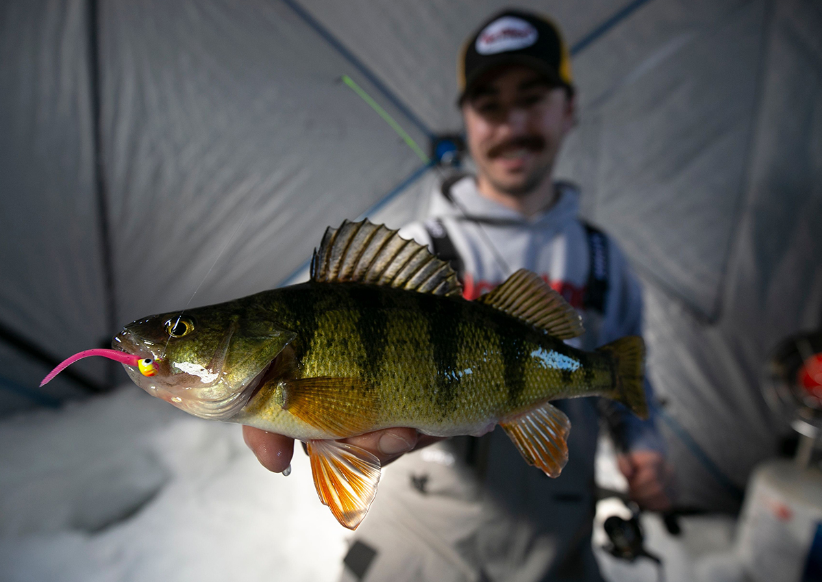 An ice fisher holds fish with one of the best lures for perch in its mouth.