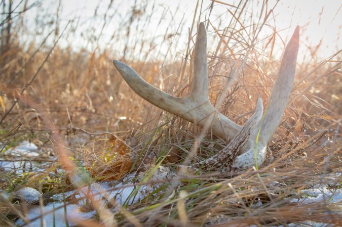 Shed Hunting: Ultimate Guide to Finding Antlers