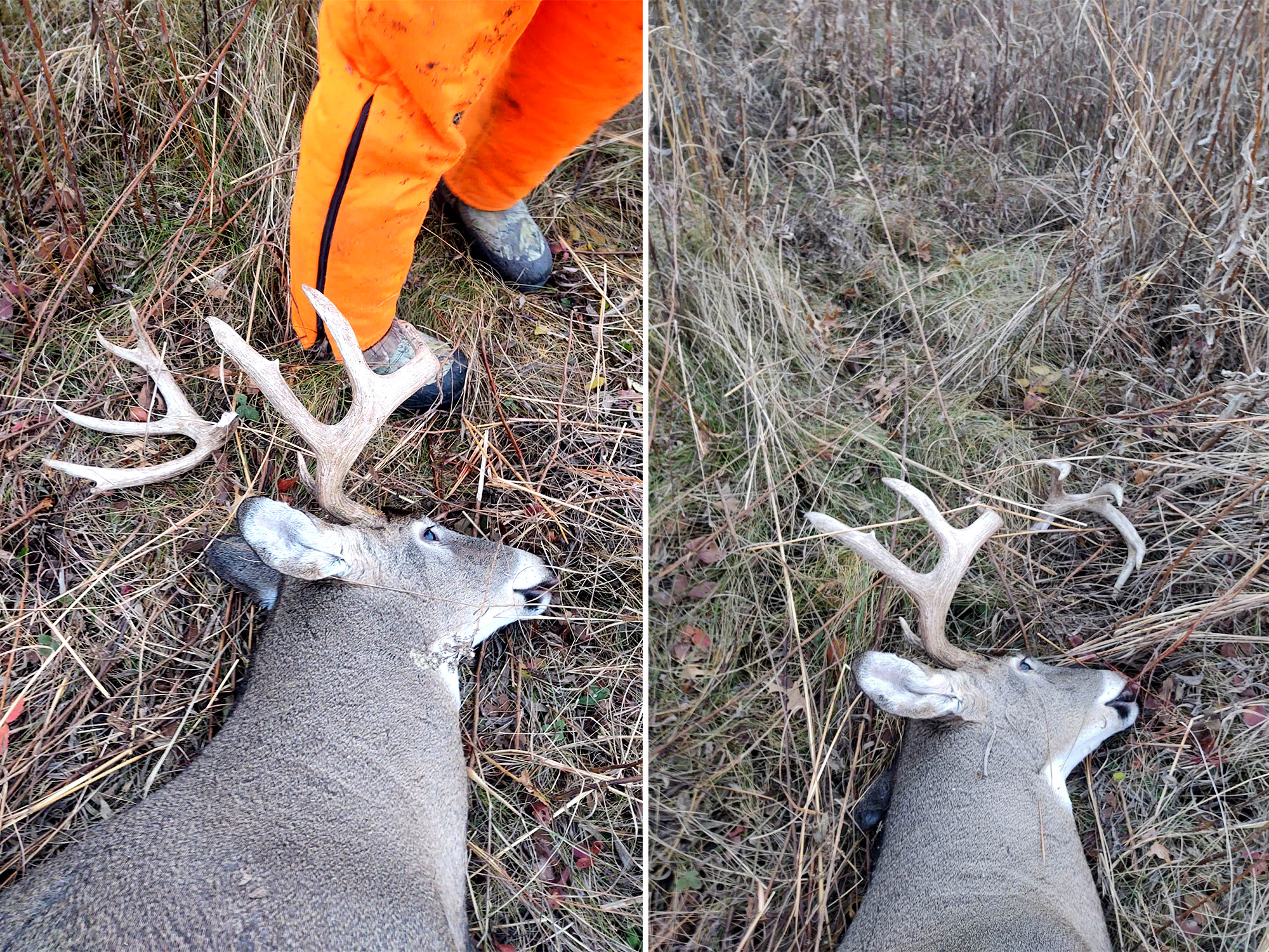 hunter kills buck shoots antler off 2