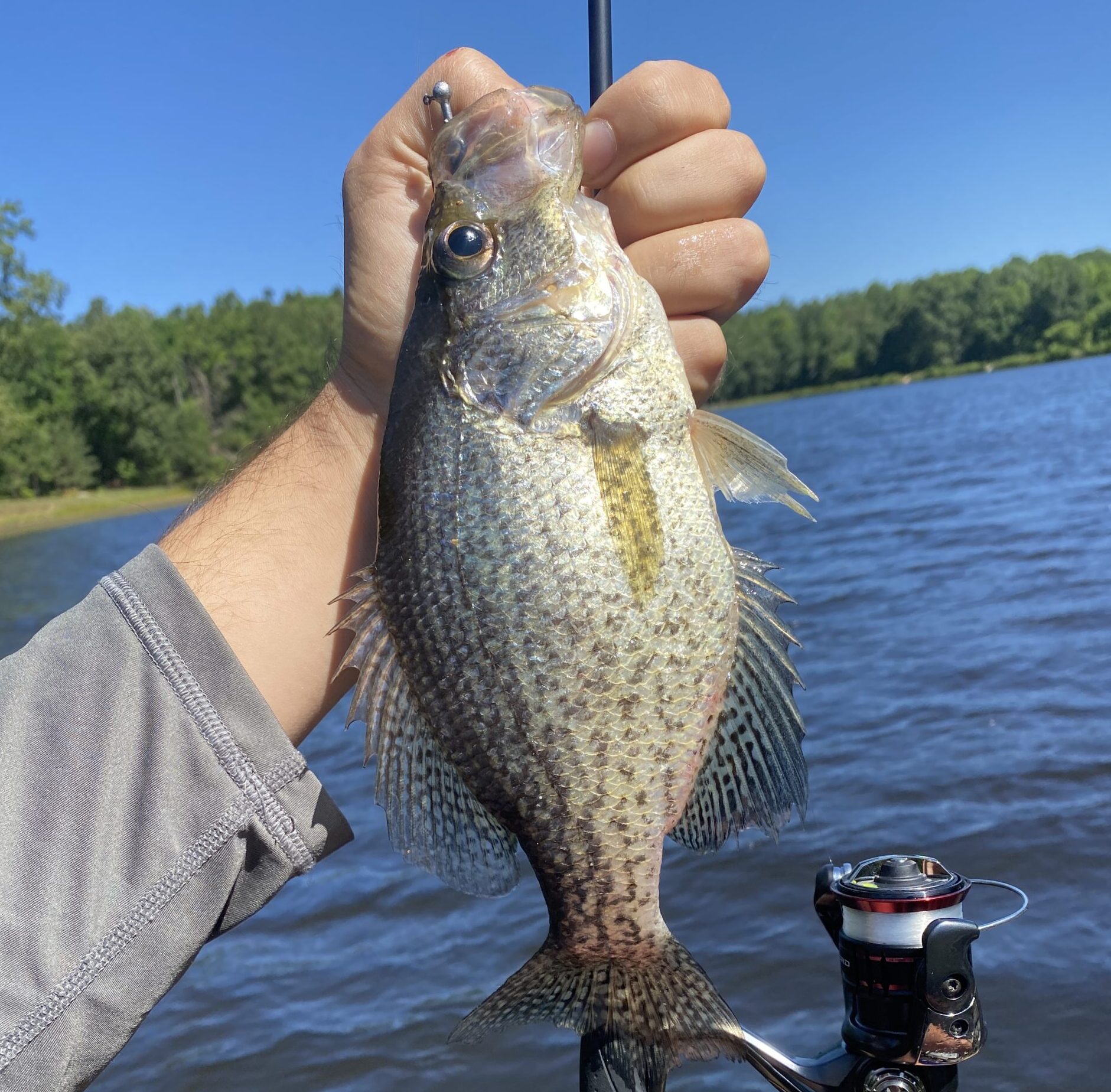 The Southern Pro Lil Hustler was used to catch this crappie