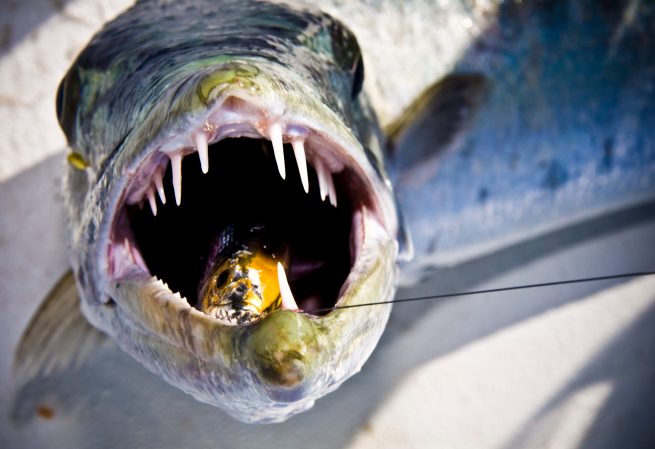 More Freshwater Anglers Should Try Barracuda Fishing