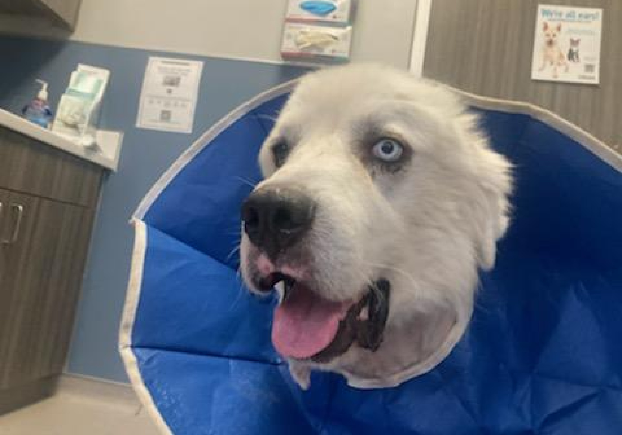 Young Sheepdog Kills 8 Coyotes to Protect Flock in Outdoor Life