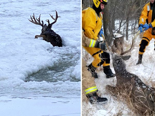 Volunteer Firefighters Rescue Giant Nontypical Buck from an Icy River in Minnesota