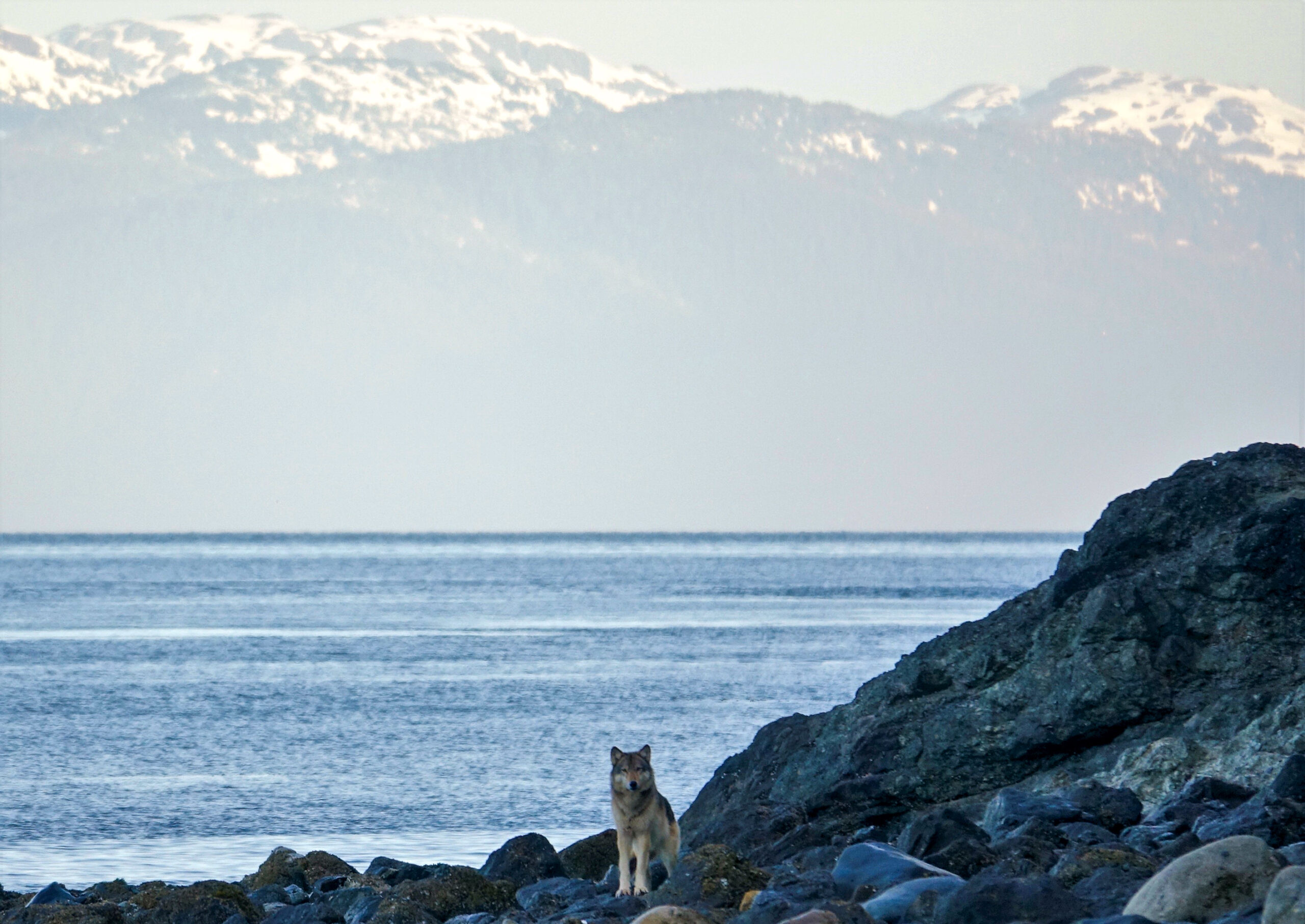 A wolf on the shore of a camp in Alaska.