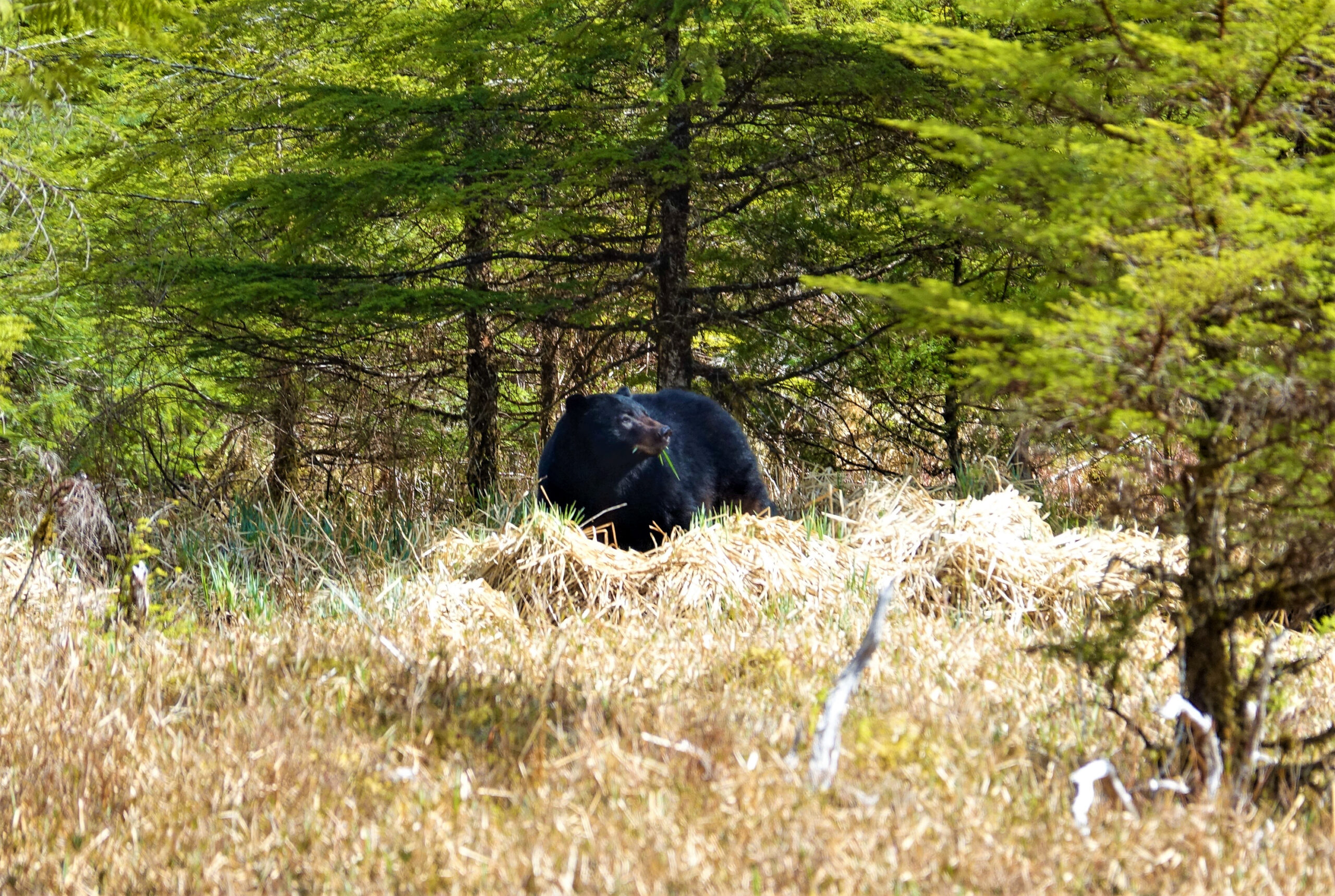 A black bear on prince of wales island.