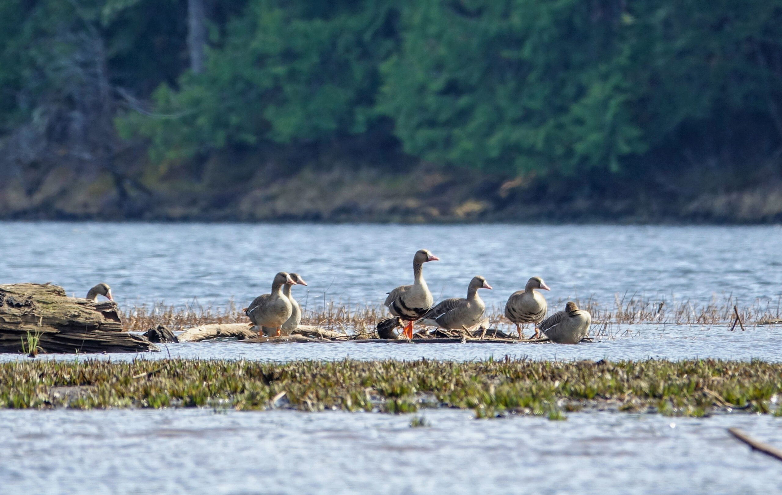 White fronted geese on Thorne Lake in Alaska.