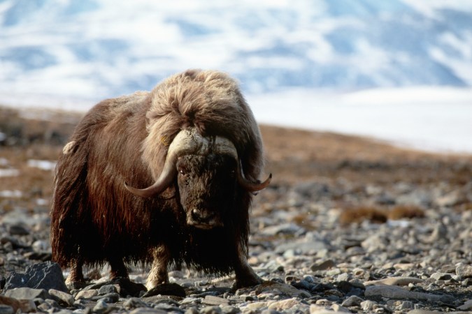 Alaska State Trooper Killed by a Charging Muskox While Defending His Dogs