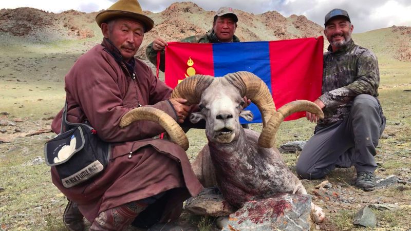 argali ram with hunters and mongolian flag