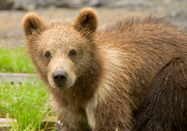 Brown Bear Cub Becomes the Second Bruin in Alaska to Die from Bird Flu