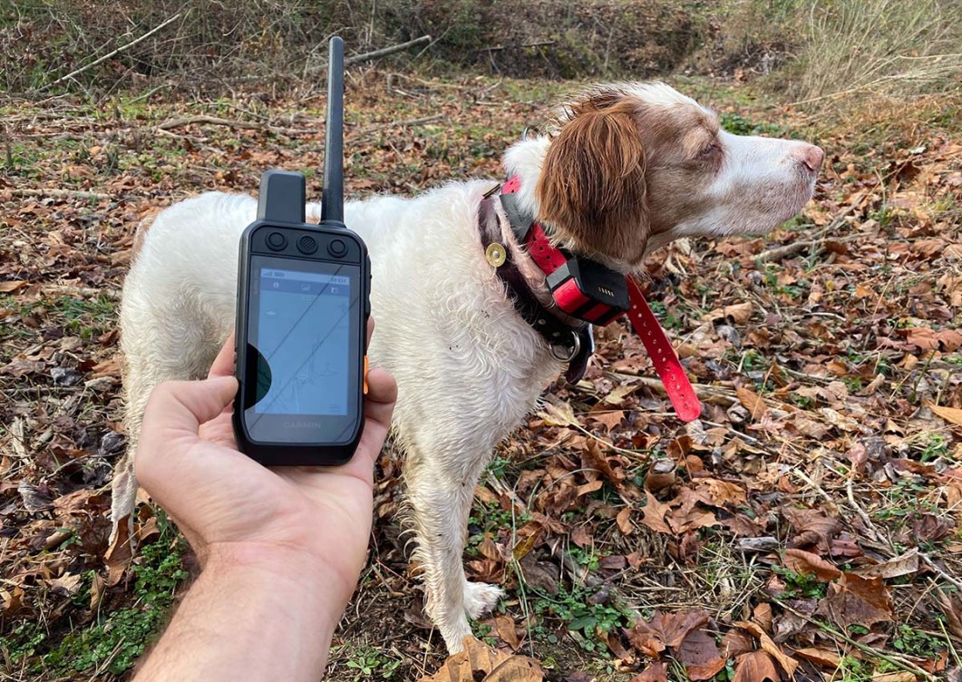 Image showcasing Best Invisible Dog Fences of 2024 | Outdoor Life