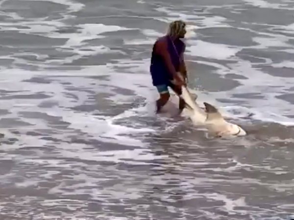Video: Florida Angler Under Investigation for Beating a Shark with a Hammer Then Releasing It