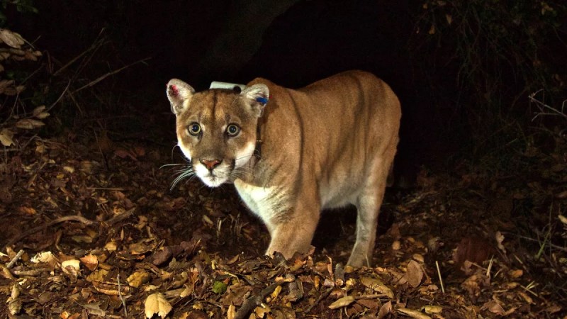 Californians Are Losing It After the Death of the ‘King’ Puma. That’s Not a Good Thing for Mountain Lion Conservation