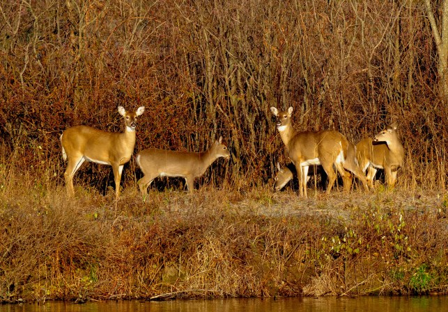Funding for Chronic Wasting Disease Research and Other Conservation Efforts  Included in $1.7 Trillion Spending Package