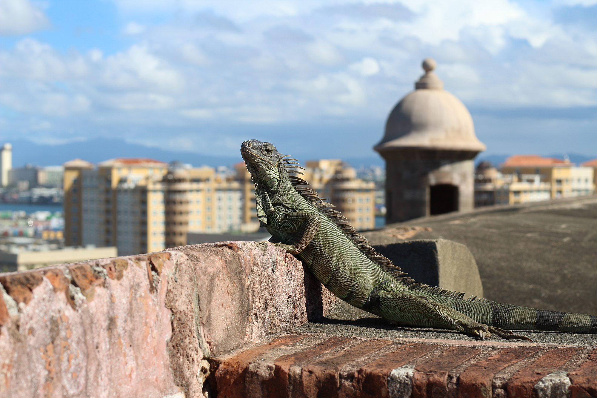 Iguanas are invasive in Puerto Rico.