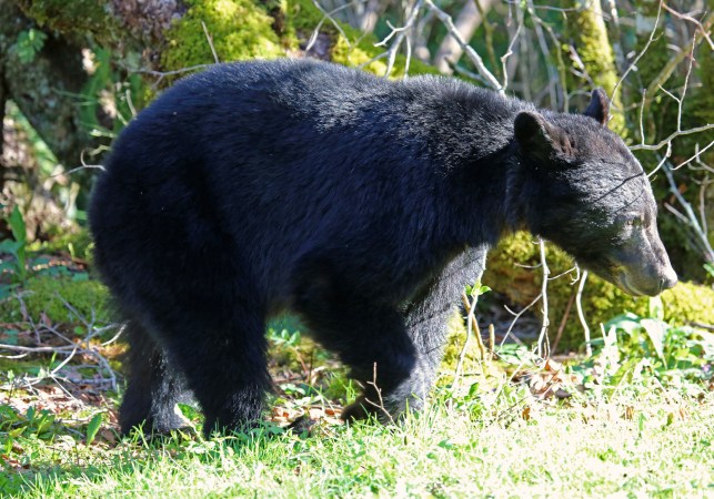 Black bear travels 1000 miles relocation Great Smoky Mountains National Park