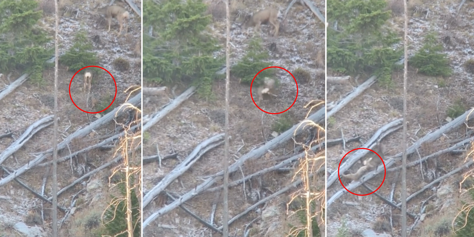 Watch a Bobcat Savagely Take Down a Mule Deer Outdoor Life