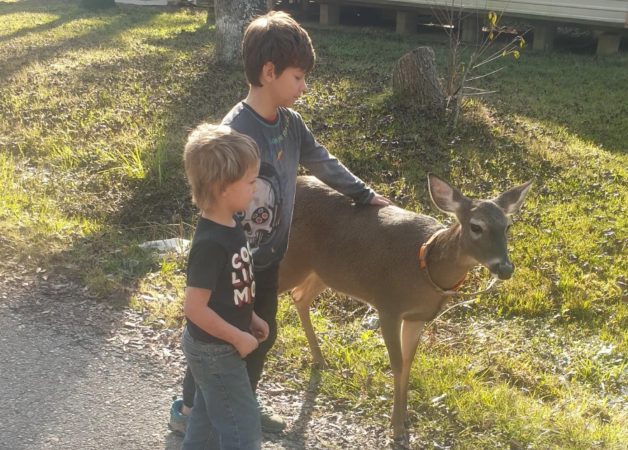 Louisiana Man Shoots Tame Deer "Butterbean" in Front of Wildlife Officer, Neighbors, and Kids