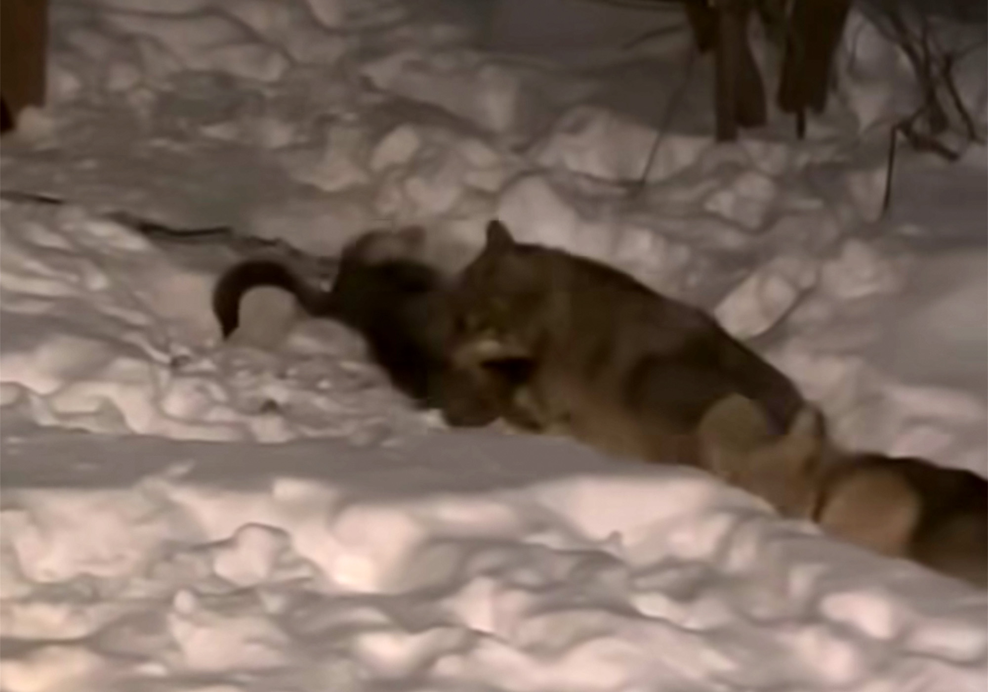 When Wolves Kill Man's Best Friend Outdoor Life