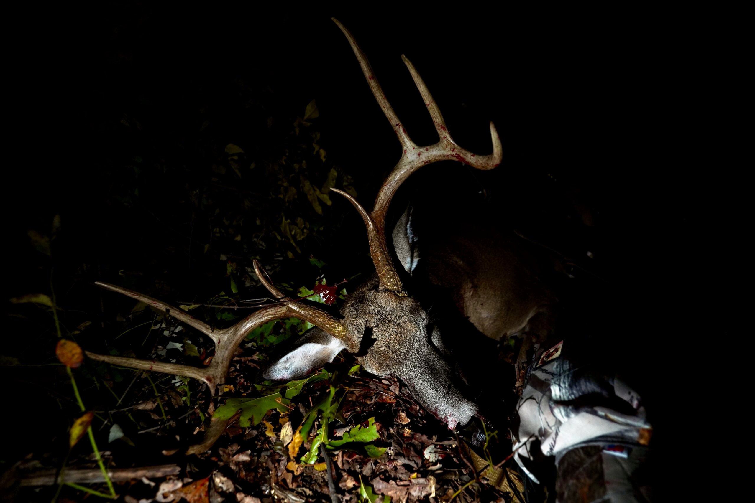 A big buck on the ground in the dark