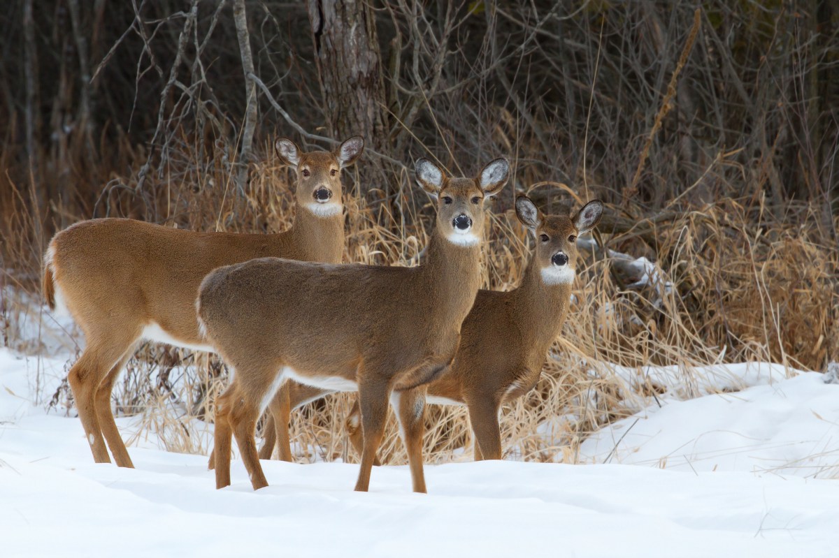 Do Hunters Really Need to Wear Camouflage? Here Are the Colors Deer Can See