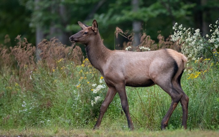 Elk Calf Poached on Cherokee Tribal Land, $6,000 Reward Offered