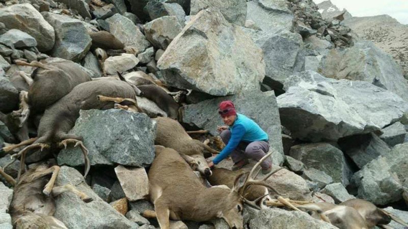 Looking Back on the Time When 122 Mule Deer Fell to Their Deaths in the Sierra Nevada
