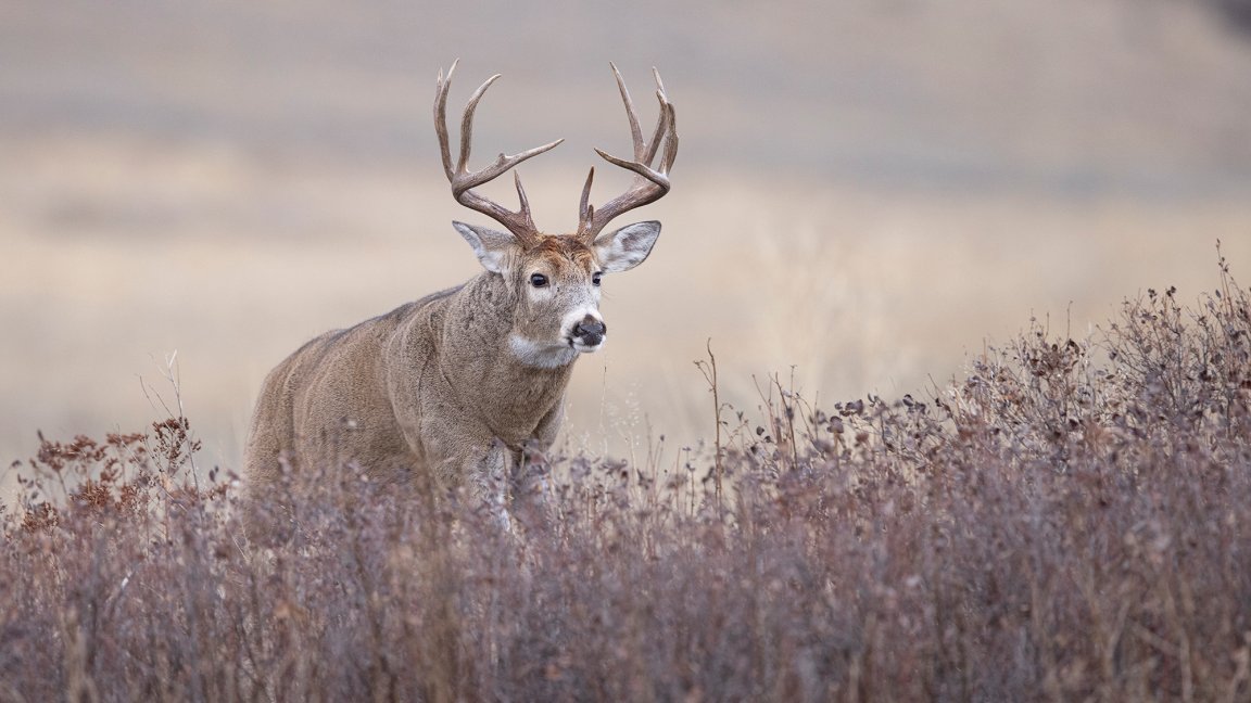 deer walks uphill in brushy field