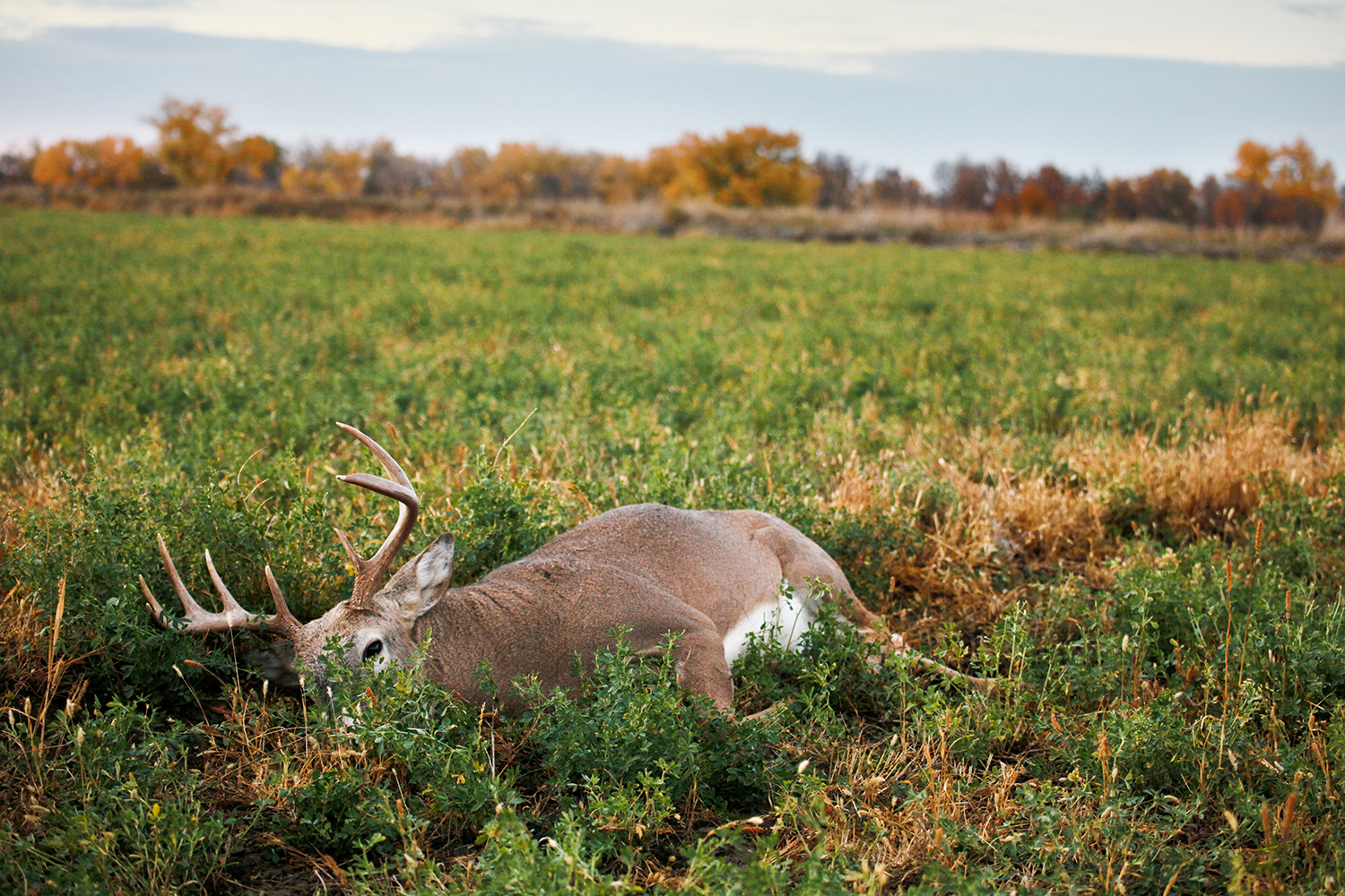 dead deer in field