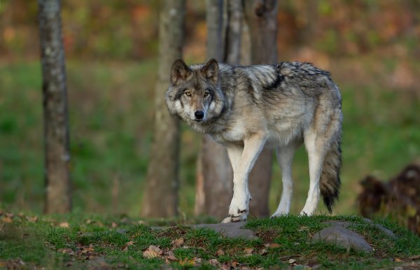 Lone Michigan Wolf Travels a Record-Setting 4,200 Miles Across Great Lakes Region