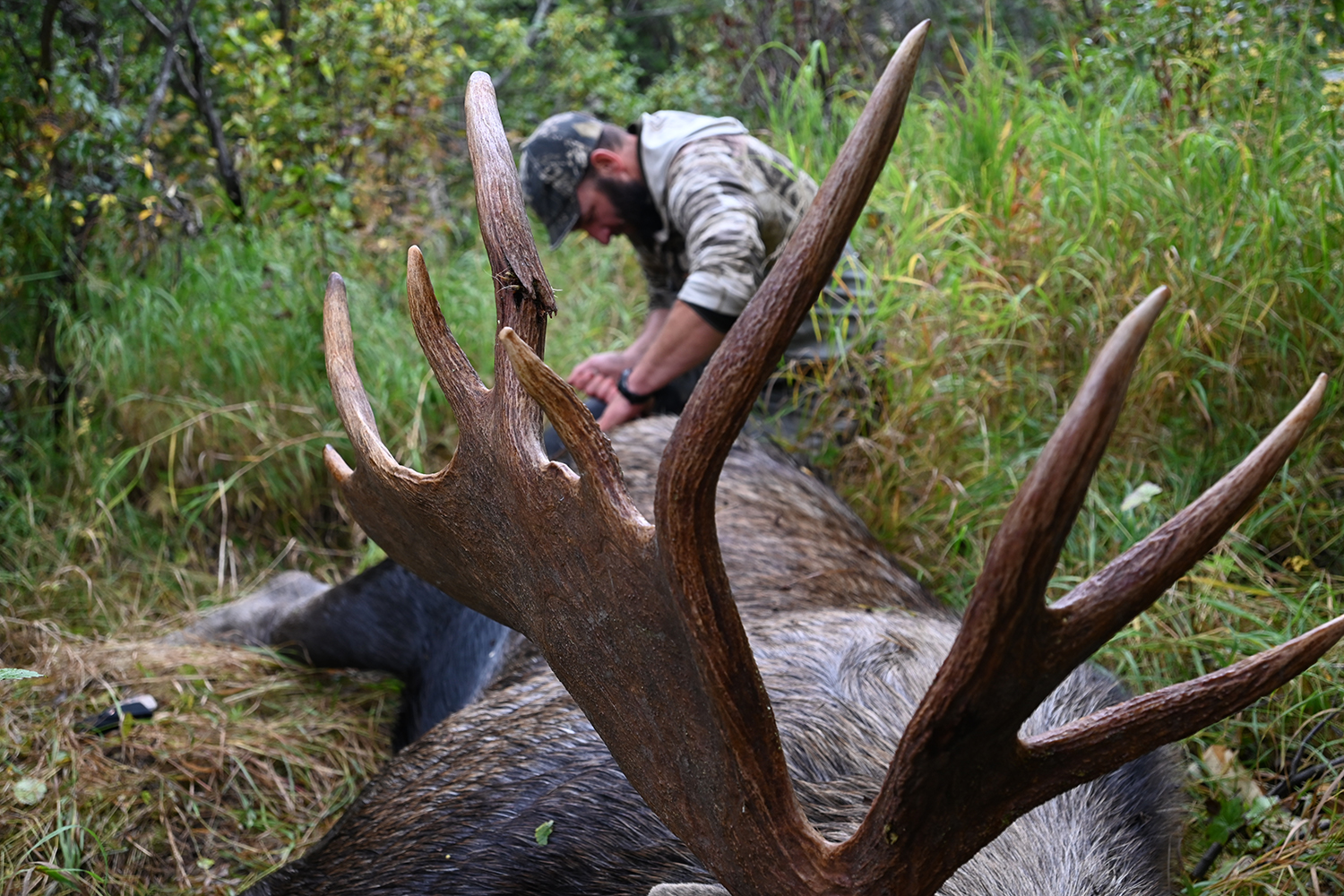 hunter field dresses bull moose