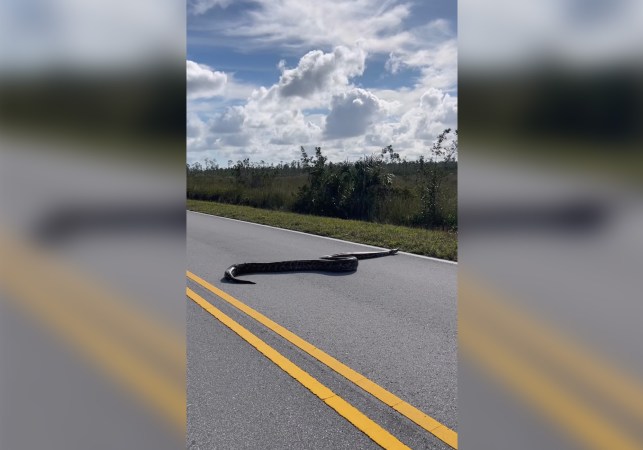 Burmese python crossing road Everglades