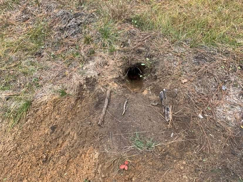 How to Trap Coyotes Outdoor Life