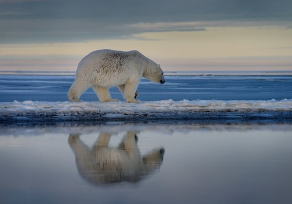 Polar Bear Kills Woman and Young Boy in Western Alaska