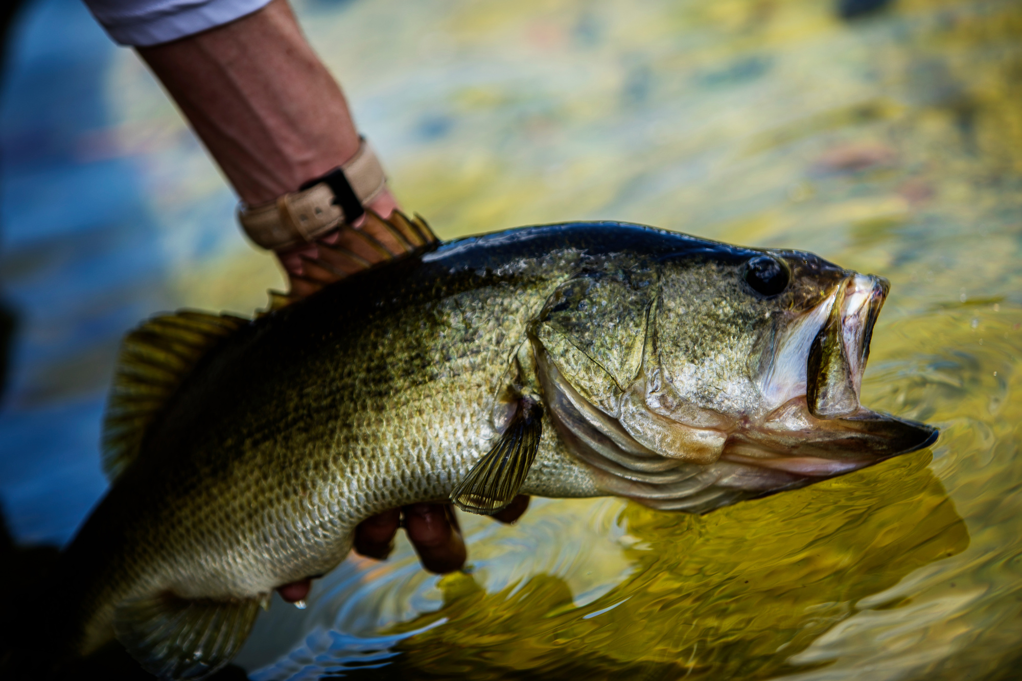 Find Grass, Throw THIS Worm, & Catch Bass! (Summer Bank Fishing