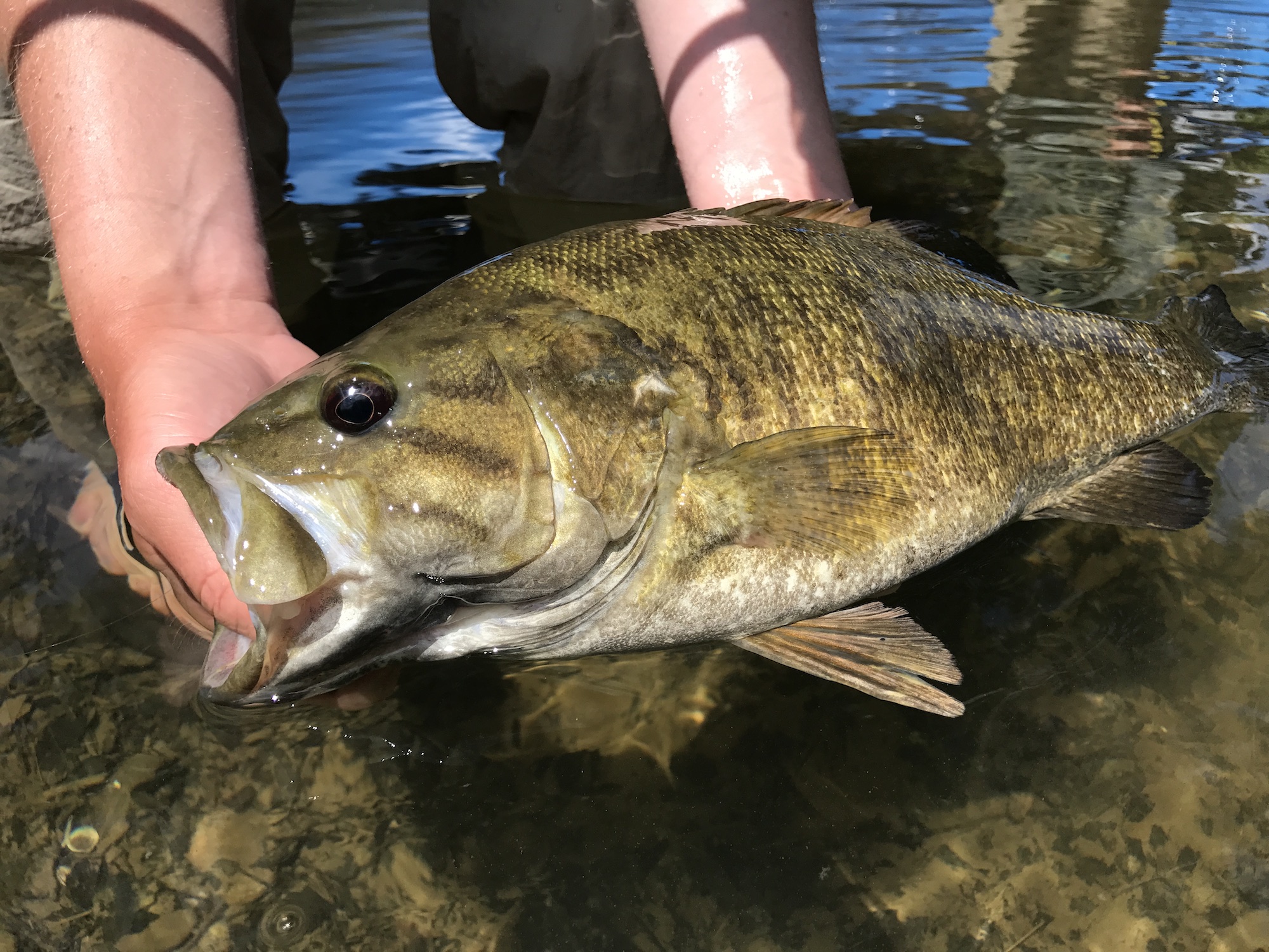 How fast does a bass grow?
